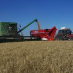 La cosecha de trigo comenzó con rindes dispares