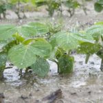 SOJA DE PRIMERA – Estiman que el 10% del área de El Trébol deberá ser resembrada