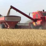 Proyectan un recorte en la producción de trigo de unas 200 mil toneladas