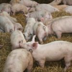 La provincia emite un alerta por aumento de casos de triquinosis