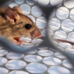 HANTAVIRUS – ¿Cómo prevenir el contagio y cuáles son los síntomas?
