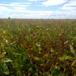 A pesar de las complicaciones se espera una buena cosecha de soja