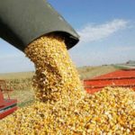 MAÍZ – Sólo resta un 5% por cosechar y el rinde promedio se mantiene alto