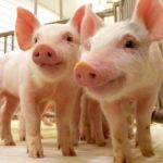 SEGURIDAD ALIMENTARIA – Prevención para evitar la “Triquinosis”