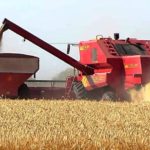 Según el USDA nuestro país producirá 20 millones de toneladas de trigo