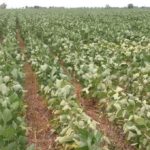 La soja de segunda sufre las consecuencias de las últimas lluvias
