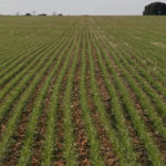 TRIGO – Por la falta de lluvias, ya estiman un 5 % de pérdidas