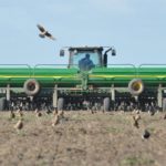 TRIGO – Se sembró un 60% y la falta de humedad impide su avance