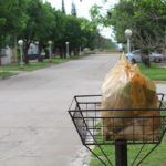 Reclaman falta de recolección de residuos
