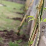 Se continúa con la plantación de árboles y ya se proyecta para 2020