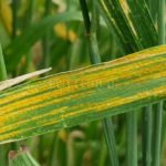 TRIGO – Monitoreo por la presencia de mancha amarrilla y roya