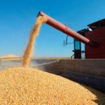 Con intensidad se vende trigo y maíz, ¿Qué pasará con la soja?