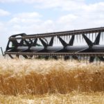 El rinde promedio del trigo oscilaría en los 40 quintales