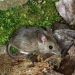 ALERTA – Probable caso de fiebre hemorrágica argentina en una santafesina