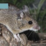 Enterate cómo prevenir la Fiebre Hemorrágica Argentina