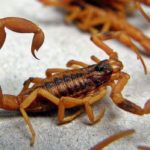 Brindan recomendaciones ante la aparición de alacranes