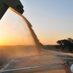 Coronavirus: Cómo trabajar en el campo en plena cosecha