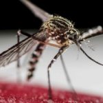 Caso de dengue en Carlos Pellegrini