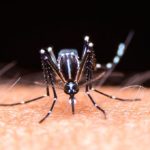 Confirmaron 446 nuevos casos de dengue: el total en la provincia asciende a 4.147