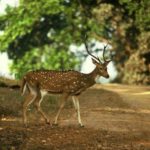 AXIS – Un ciervo exótico que puede ocasionar serios problemas en la fauna silvestre y autóctona