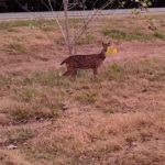 Un bambi apareció en El Trébol y sorprendió a una «runner»