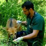AGUARÁ GUAZÚ – Una especie inofensiva, que está en peligro de extinción