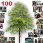 Cien familias de El Expreso plantarán un centenar de árboles
