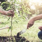 El Municipio plantará 270 árboles en la ciudad