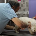 STORTI – “El Trébol es una de las pocas ciudades de la provincia en la que se realizan esterilizaciones semanales y continúas”