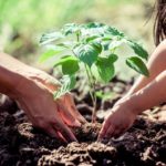 El «Verde» comienza a plantar los cien árboles