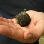 BOMBAS DE SEMILLAS – Importante iniciativa ecológica