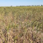 TRIGO – Lotes desertados, escaza proyección de rindes y un año para el olvido