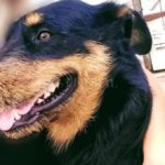 SASTRE – Un hombre fue condenado por golpear y matar a un perro