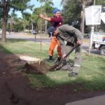 Comenzó a ejecutarse un importante plan de forestación en la ciudad