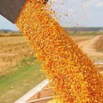 Finalmente no habrá limitaciones a las exportaciones de maíz