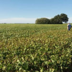 El 30% de la soja de la zona núcleo está en jaque pero aún tiene esperanzas