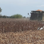 MAIZ – Los primeros lotes arrojan rindes parejos y buenos