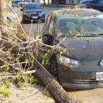 Un árbol se desplomó sobre un auto en pleno centro