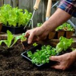Huerta Familiar: comienza el registro para la campaña otoño invierno