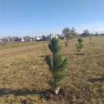 Terminó de forestarse el Paseo Aeróbico Norte