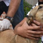 Se realizará una intensa vacunación antirrábica en la ciudad