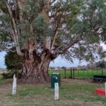 Hechos vandálicos al pie del árbol más longevo de la ciudad