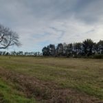 Se foresta el «Paseo Aeróbico Norte» y otros sectores de la ciudad