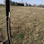 DE NO CREER – Quebraron los nuevos árboles del Paseo Aeróbico Norte