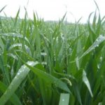 Zona núcleo: llegaron las lluvias pero quedaron en dueda con varios distritos