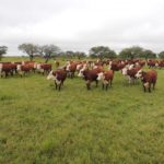 La provincia avanza con el desarrollo de su Plan Ganadero