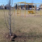 FORESTACIÓN – Se colocaron árboles en la plaza de la “UOM”