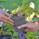 DOMINGO – “Eco-Canje” y “Feria de lo nuestro” en la ciudad