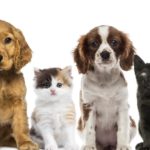 CON TURNOS – Este sábado, campaña de castración masiva de gatos y perros