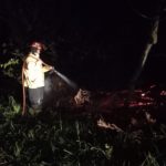 Prendieron fuego un árbol del «Agua Potable»